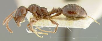 Media type: image; Entomology 21028   Aspect: habitus lateral view
